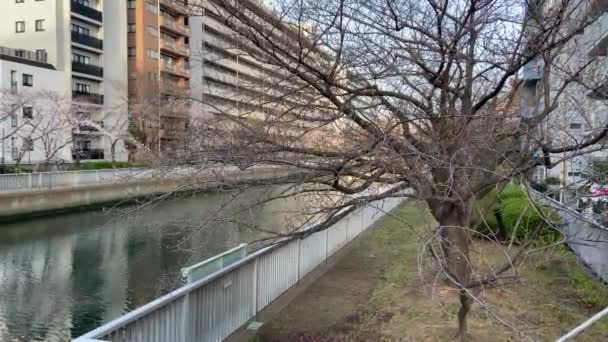 Třešňové Květy Japonsku Tokio — Stock video