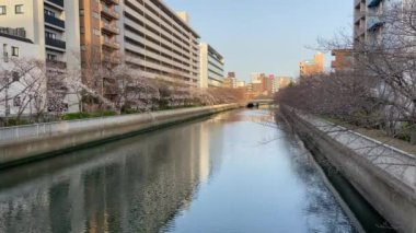 Japonya 'da kiraz çiçekleri, Tokyo