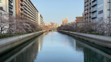 Japonya 'da kiraz çiçekleri, Tokyo