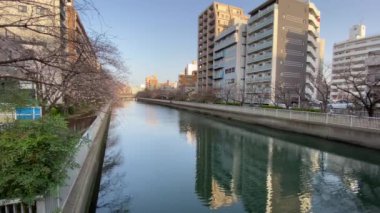 Japonya 'da kiraz çiçekleri, Tokyo
