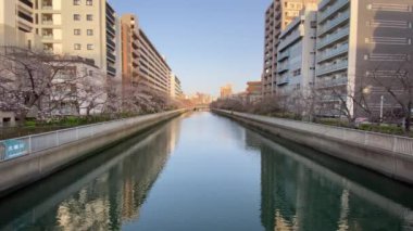 Japonya 'da kiraz çiçekleri, Tokyo