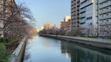 Japonya 'da kiraz çiçekleri, Tokyo