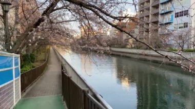 Japonya 'da kiraz çiçekleri, Tokyo