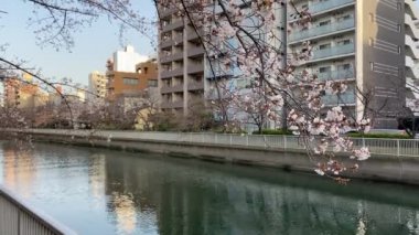 Japonya 'da kiraz çiçekleri, Tokyo