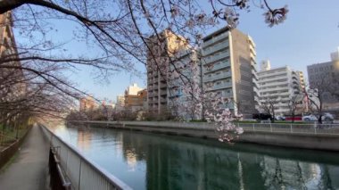 Japonya 'da kiraz çiçekleri, Tokyo