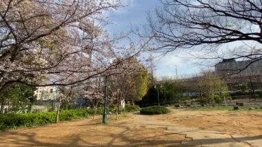 Japonya 'da kiraz çiçekleri, Tokyo