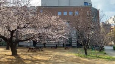 Japonya 'da kiraz çiçekleri, Tokyo