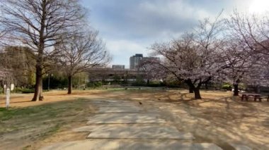 Japonya 'da kiraz çiçekleri, Tokyo