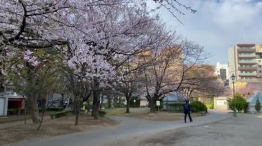 Japonya 'da kiraz çiçekleri, Tokyo