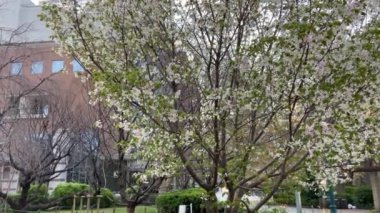 Japonya 'da kiraz çiçekleri, Tokyo