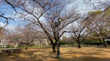 Japonya 'da kiraz çiçekleri, Tokyo