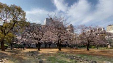 Japonya 'da kiraz çiçekleri, Tokyo