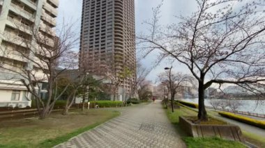 Japonya 'da kiraz çiçekleri, Tokyo