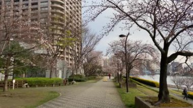 Japonya 'da kiraz çiçekleri, Tokyo