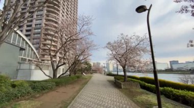 Japonya 'da kiraz çiçekleri, Tokyo