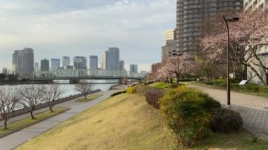 Japonya 'da kiraz çiçekleri, Tokyo