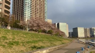 Japonya 'da kiraz çiçekleri, Tokyo