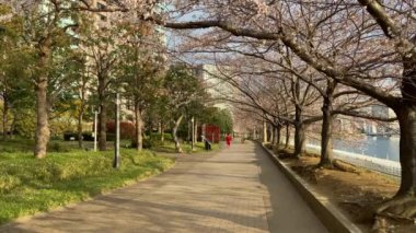 Japonya 'da kiraz çiçekleri, Tokyo