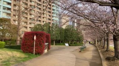 Japonya 'da kiraz çiçekleri, Tokyo