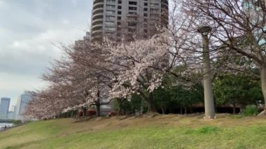 Japonya 'da kiraz çiçekleri, Tokyo