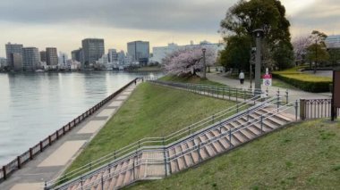 Japonya 'da kiraz çiçekleri, Tokyo