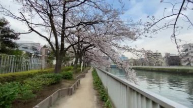 Japonya 'da kiraz çiçekleri, Tokyo