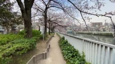 Japonya 'da kiraz çiçekleri, Tokyo