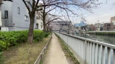 Japonya 'da kiraz çiçekleri, Tokyo