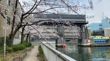 Japonya 'da kiraz çiçekleri, Tokyo