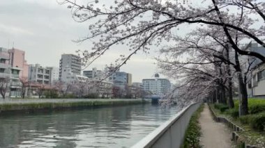 Japonya 'da kiraz çiçekleri, Tokyo