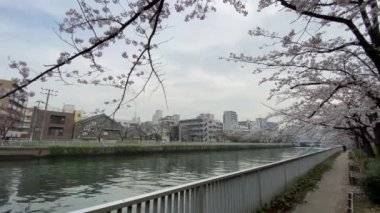 Japonya 'da kiraz çiçekleri, Tokyo
