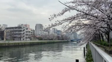 Japonya 'da kiraz çiçekleri, Tokyo
