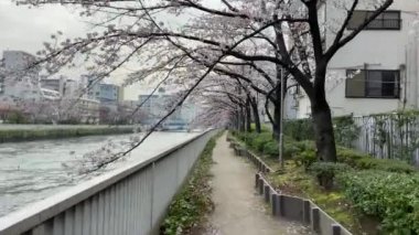 Japonya 'da kiraz çiçekleri, Tokyo