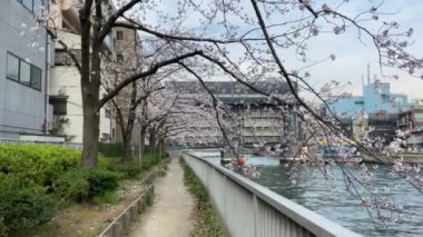 Japonya 'da kiraz çiçekleri, Tokyo