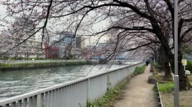 Japonya 'da kiraz çiçekleri, Tokyo