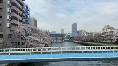 Japonya 'da kiraz çiçekleri, Tokyo
