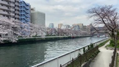 Japonya 'da kiraz çiçekleri, Tokyo