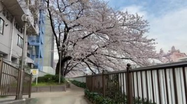 Japonya 'da kiraz çiçekleri, Tokyo