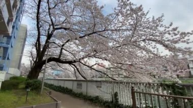 Japonya 'da kiraz çiçekleri, Tokyo