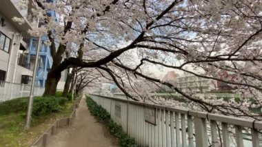 Japonya 'da kiraz çiçekleri, Tokyo
