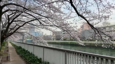 Japonya 'da kiraz çiçekleri, Tokyo