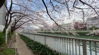 Japonya 'da kiraz çiçekleri, Tokyo