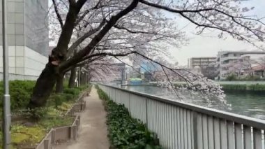 Japonya 'da kiraz çiçekleri, Tokyo
