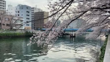 Japonya 'da kiraz çiçekleri, Tokyo