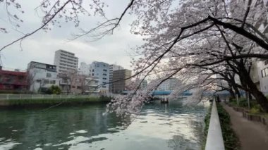 Japonya 'da kiraz çiçekleri, Tokyo