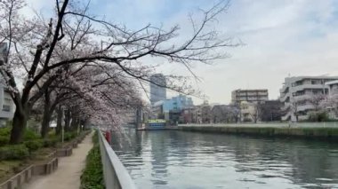 Japonya 'da kiraz çiçekleri, Tokyo