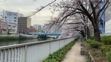 Japonya 'da kiraz çiçekleri, Tokyo