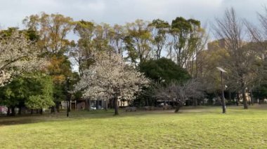 Japonya 'da kiraz çiçekleri, Tokyo