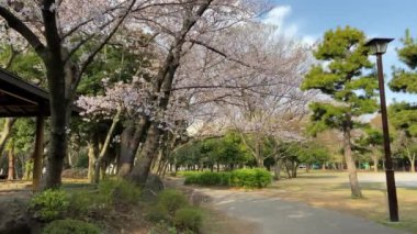 Japonya 'da kiraz çiçekleri, Tokyo
