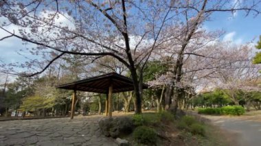 Japonya 'da kiraz çiçekleri, Tokyo